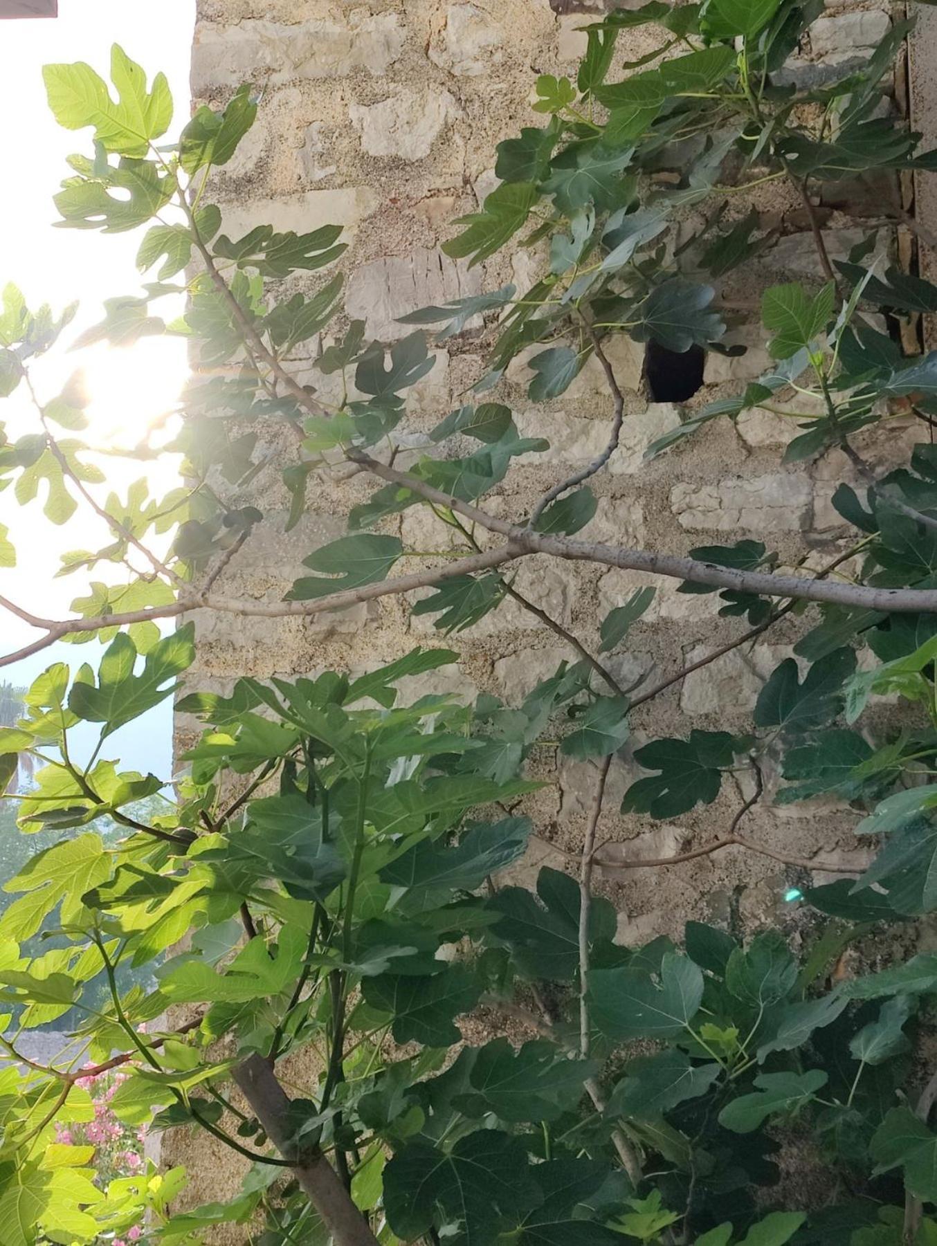 Apartment Miro Tivat
